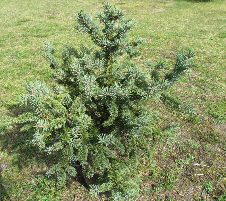 Drzewka ozdobne (iglaki) -świerki,sosny,modrzewie