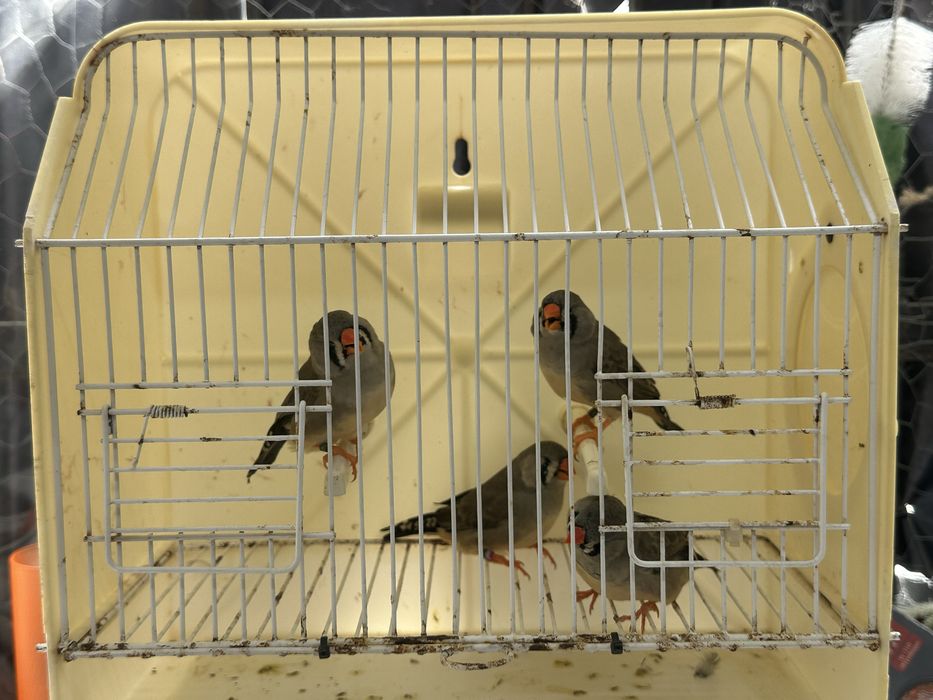 Mandarins de exposição