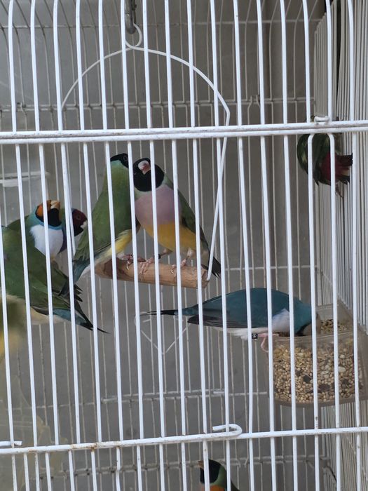 Diamantes Gould 2026