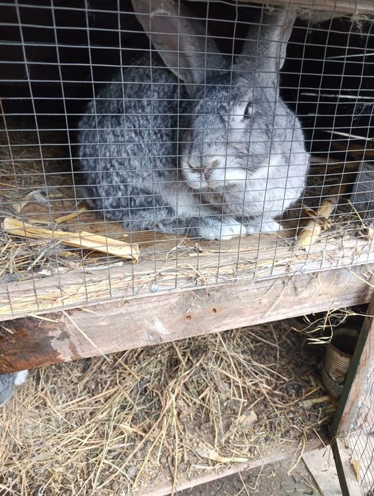 Кролі Шиншила Фландер