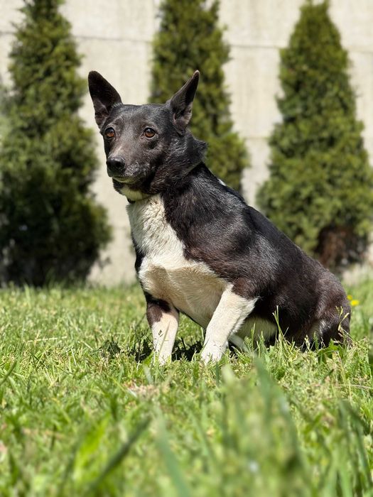 Malutka TINKA szuka domowego ciepła