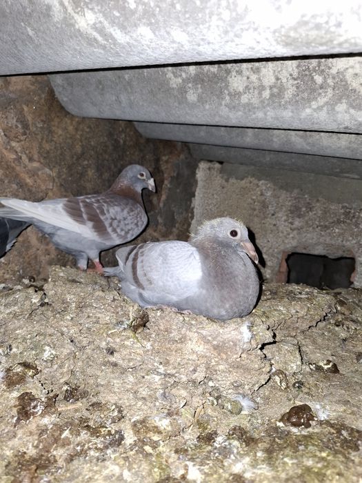 Pombos correios puros