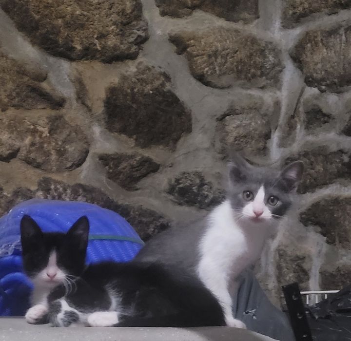 Gatinhos 8 semanas