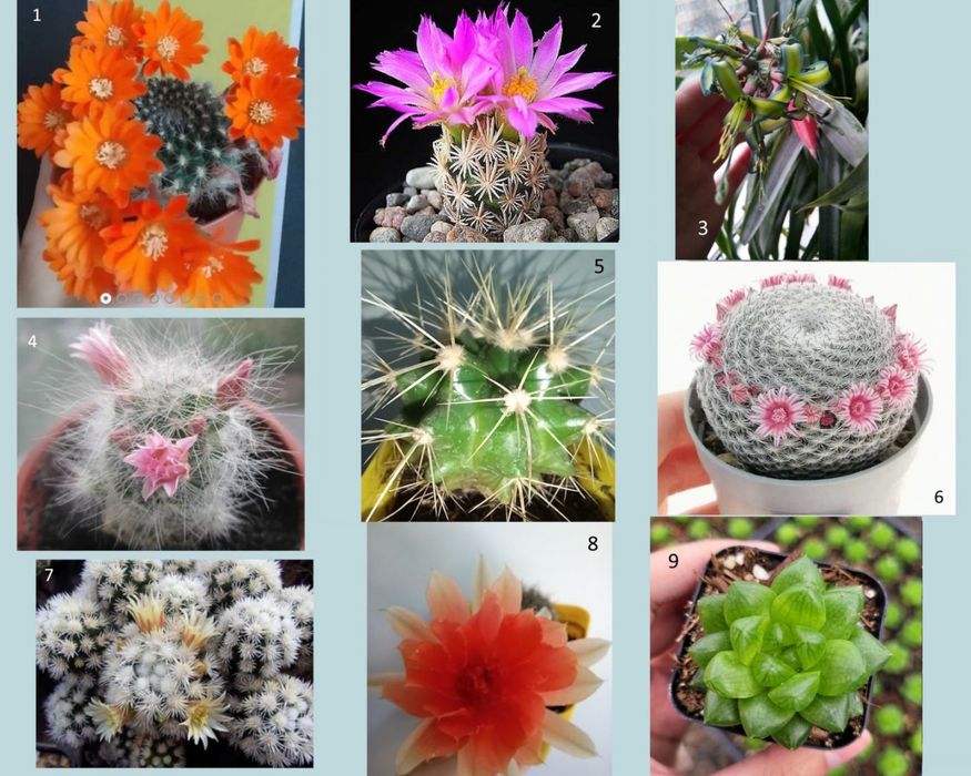 Кактуси, сукуленти для флораріума, мамілярія, гімнокаліціум+ подарунок