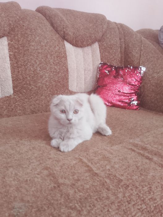 Кіт шотландський висловухий
