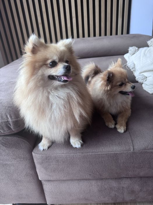 Szpic miniaturowy pomeranian suczka