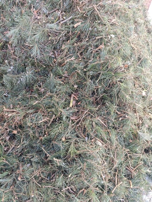 Oddam gałęzie opal