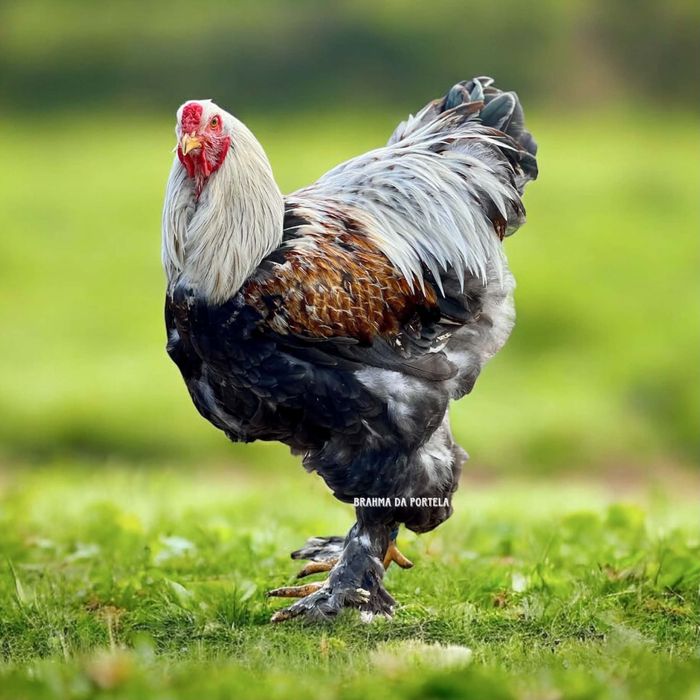 Brahma / Wyandotte / Leghorn ( AVES )