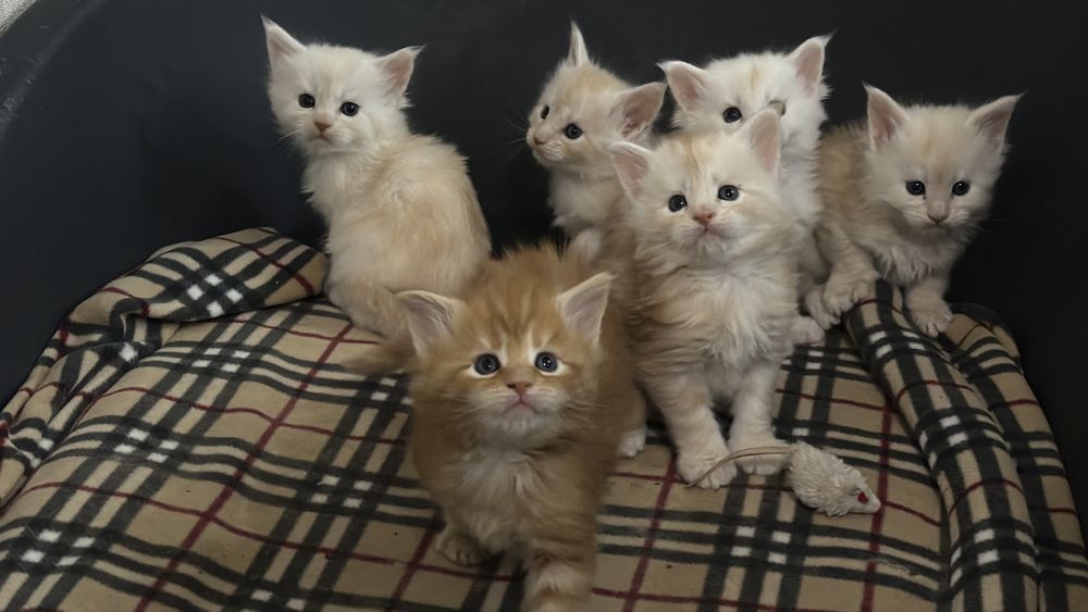 Кошенята Мейн Кун