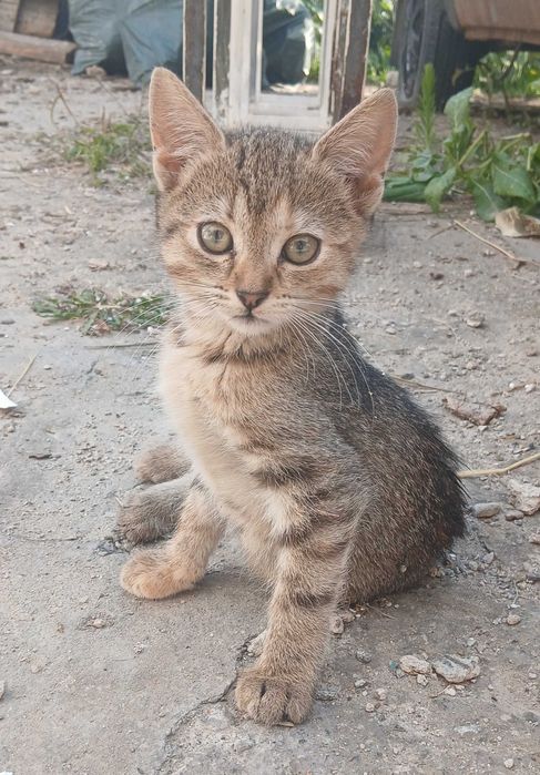 Кошенята шукають родину