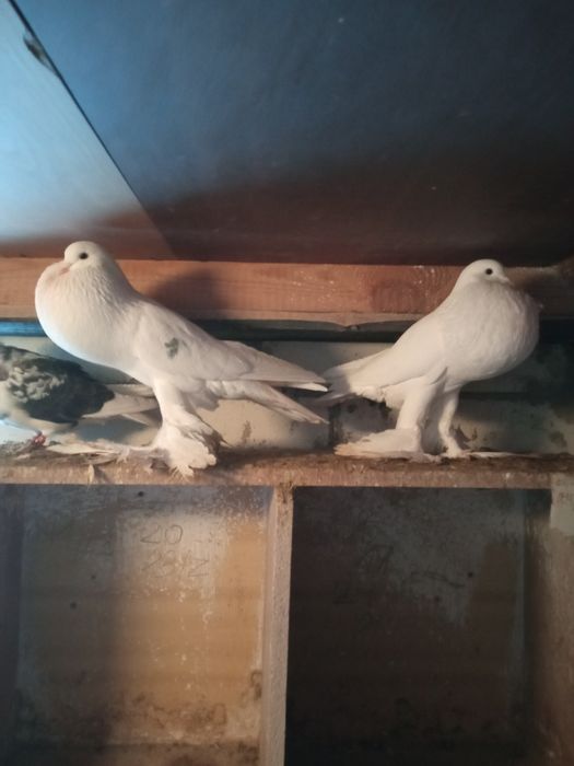 Sprzedam gołębie
