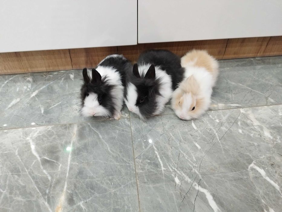 Króliki miniaturki Teddy Lewki młode