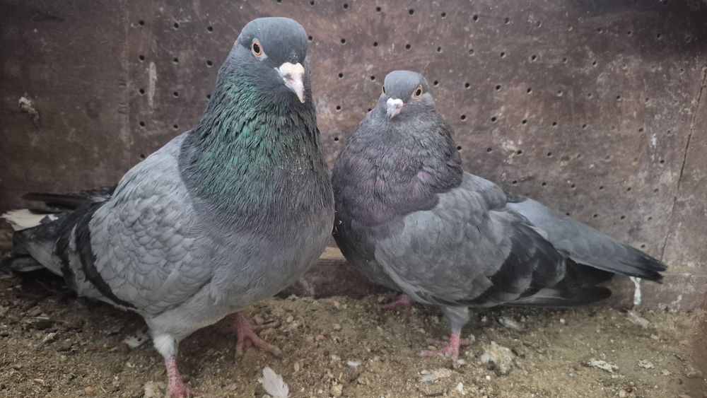 Gołębie orliki mikołajewskie