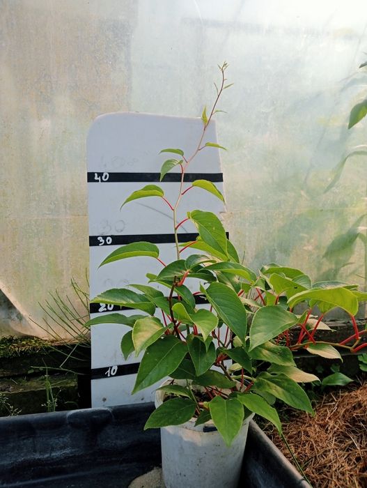 Саджанці актинідія (ківі)