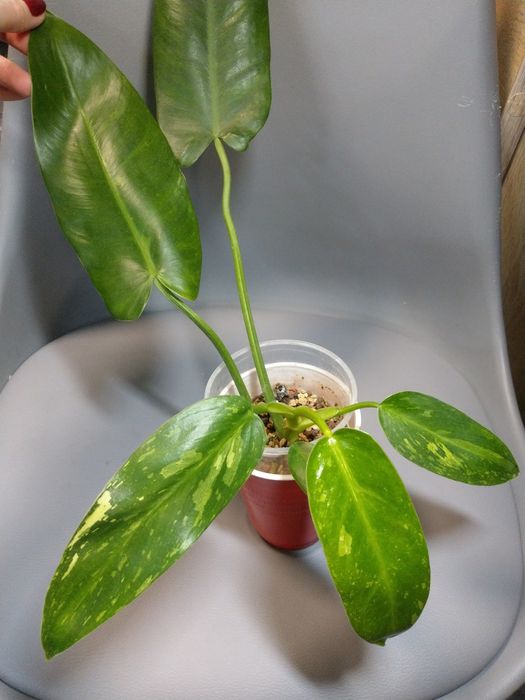 Philodendron Jose Buono