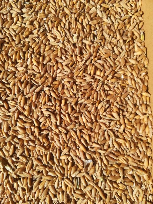 pszenica owies żyto kukurydza jęczmień ziemniaki transport gratis