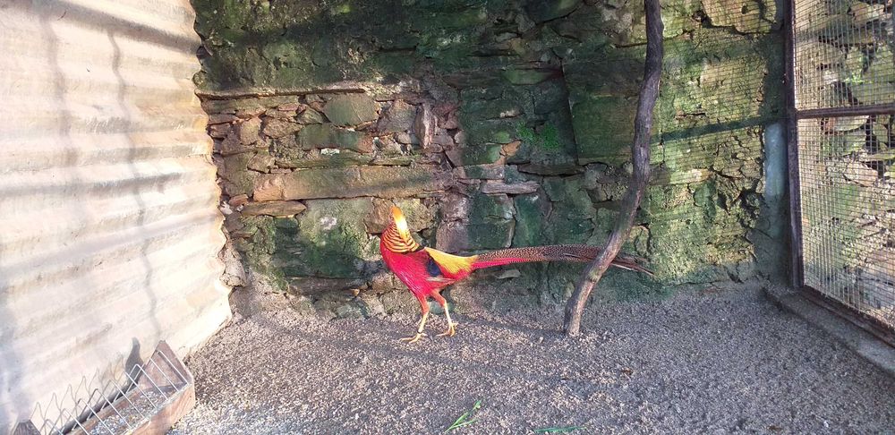 Faisões Dourados 2025