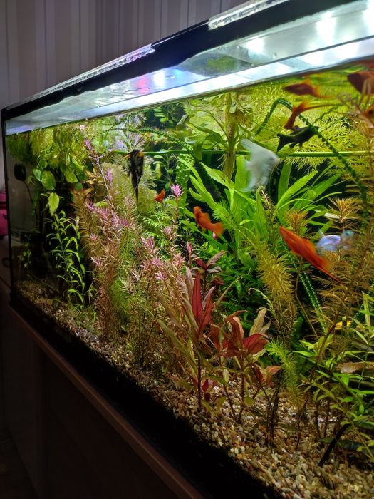 Набори акваріумних рослин