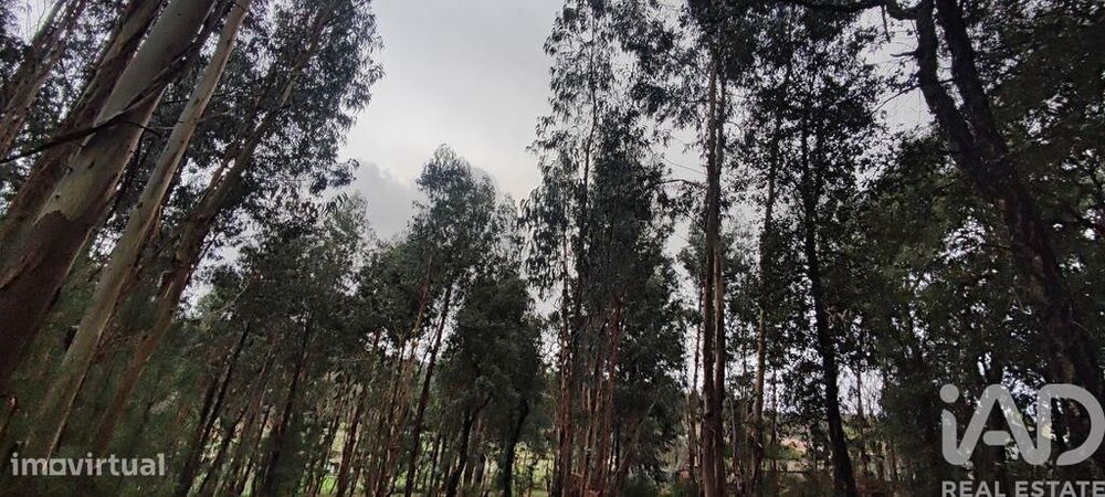Terreno Agrícola em Bela