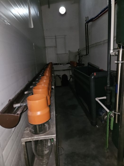 Układ do hodowli Ryb RAS, Sandacz, Sum, okoń, itp