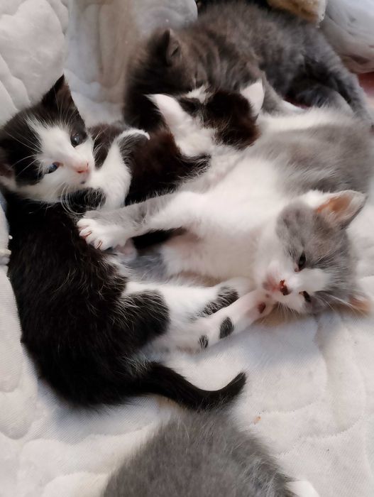 Віддам кошенят в добрі руки