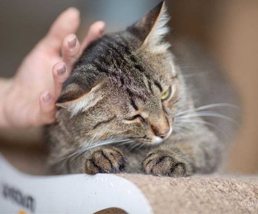 харизматичная кошечка Табби, полосаточка кошка 2 годика