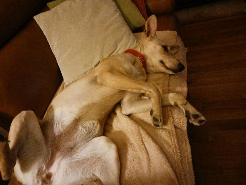 Cachorra para adoção responsavel