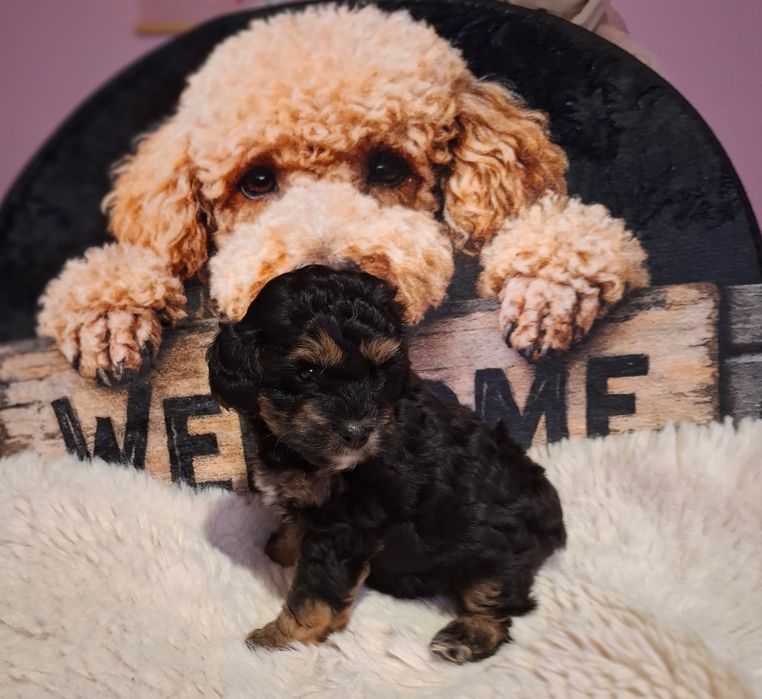 Maltipoo F1b  wyjątkowy kręcony chłopczyk phantom, odbiór 1 maj