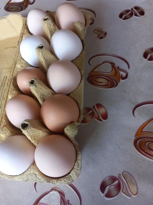 Jajka od kur z wolnego wybiegu