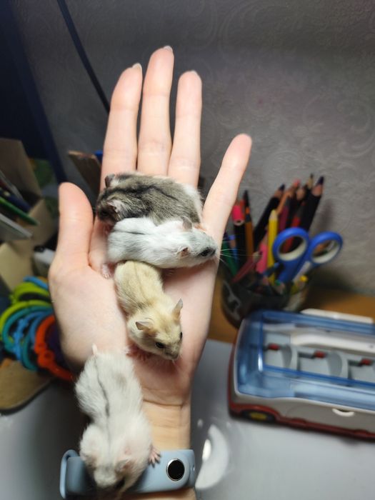 Джунгарские хомячки детки джунгарики