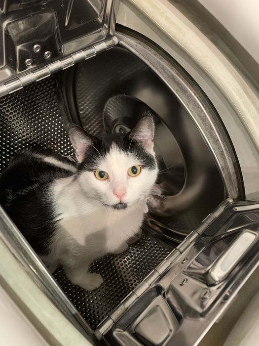 Котик в добрі руки