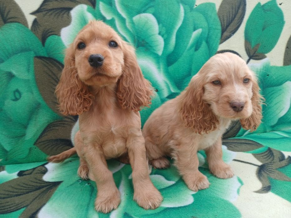 Suczka cocker spaniel ruda szczeniak