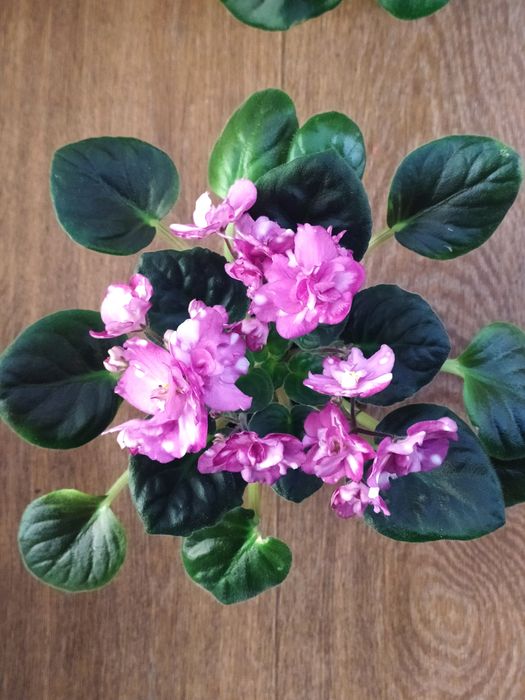 Цветущая фиалка безымяшка