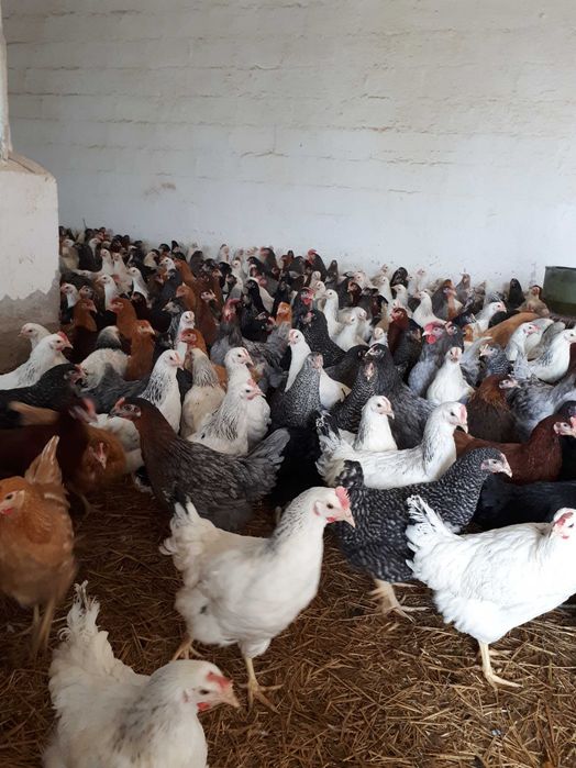 Kury nioski młode Rosa Leghorn Tetra Dominant z wolnego wybiegu Dowóz