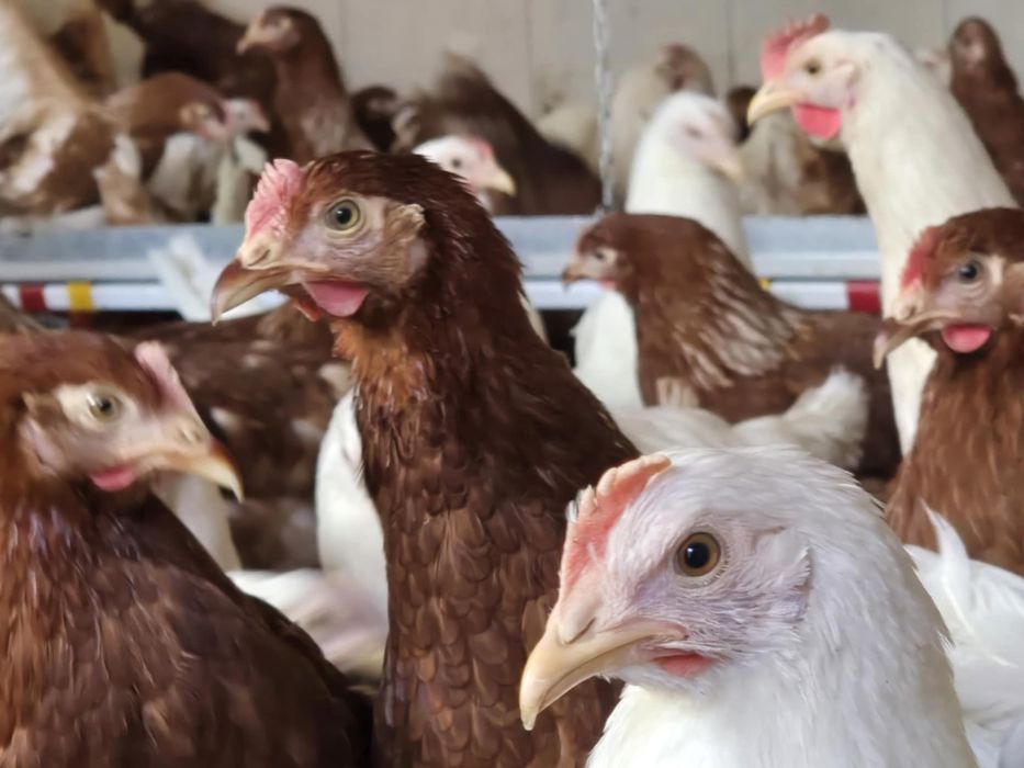 Kury nioski pod jajko! 21 tyg! Dowóz do klienta oraz odbiór osobisty !