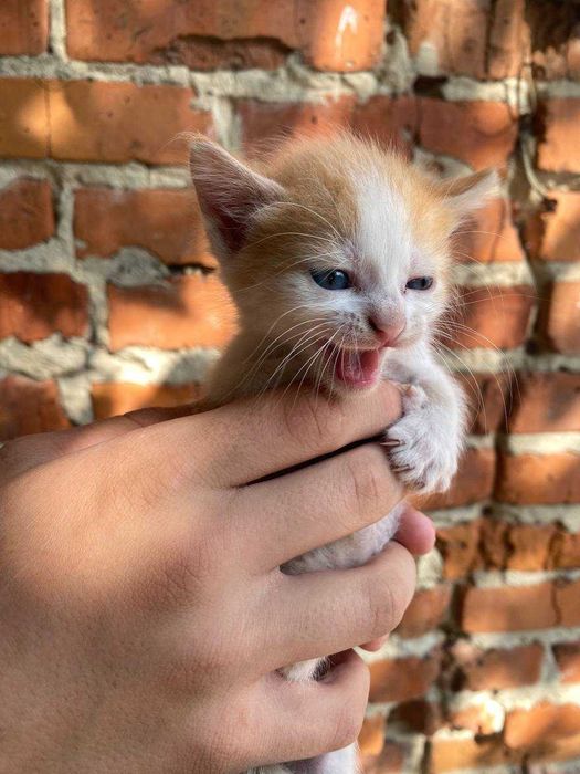 Руде кошеня безкоштовно, в дуже люблячі руки!