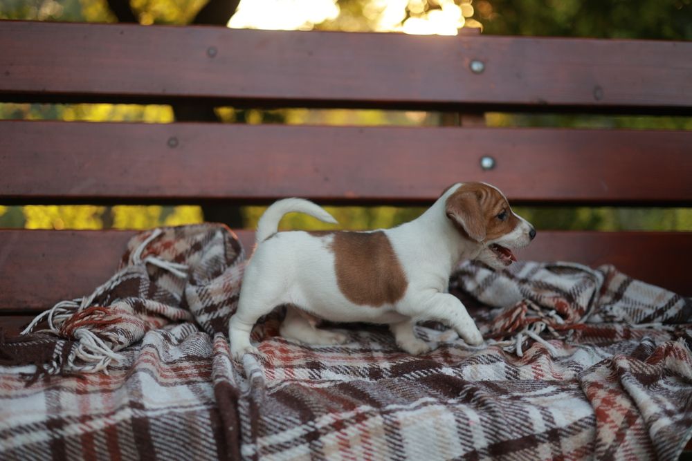 Cappuccino z charakterem – wyjątkowy Jack Russell Terrier chłopiec