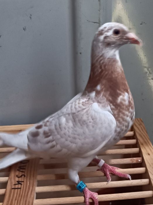 Gołębie pocztowe pstry andaluz
