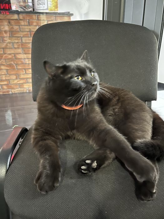 Знайшовся чорний кіт