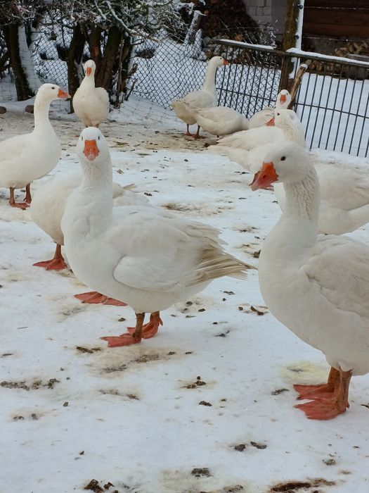 Gęsi białe kołudzkie