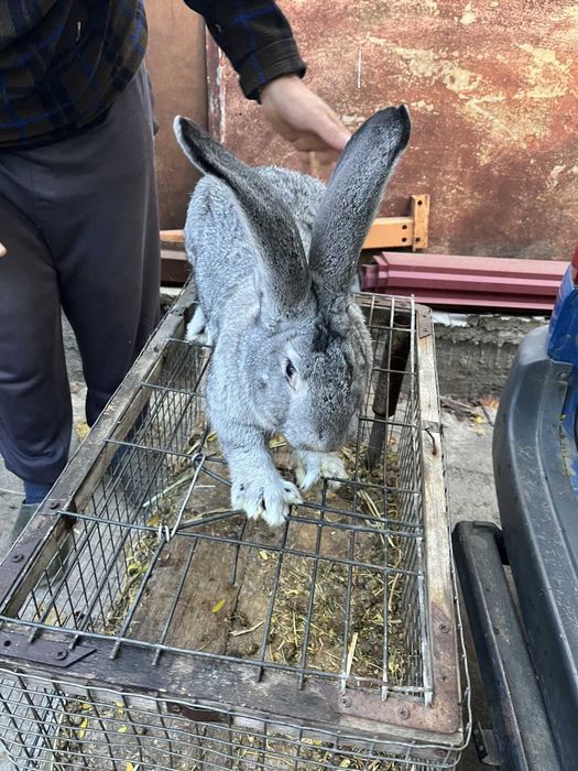 Кролики великаны!!!