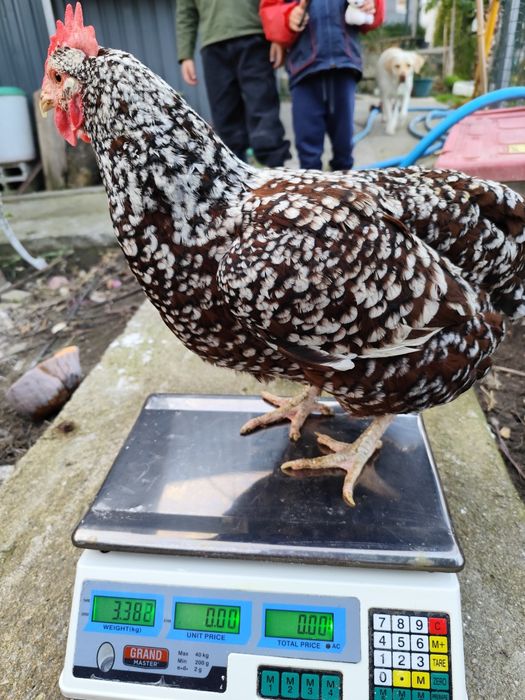 Ovos de tricolor férteis
