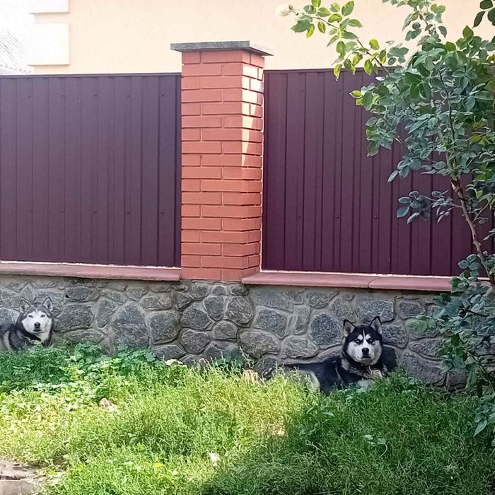 Сибірський  Хаскі