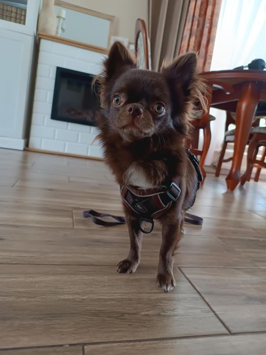 Chihuahua Zkwp Czekoladowy  reproduktor