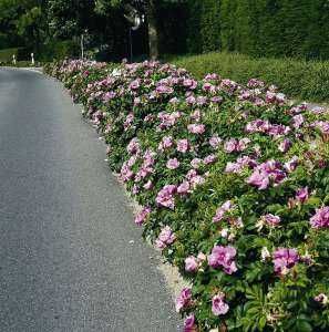 Róża Laxa 30 cm sadzonka 10 sztuk w pojemniku na skarpy jadalna dżemy