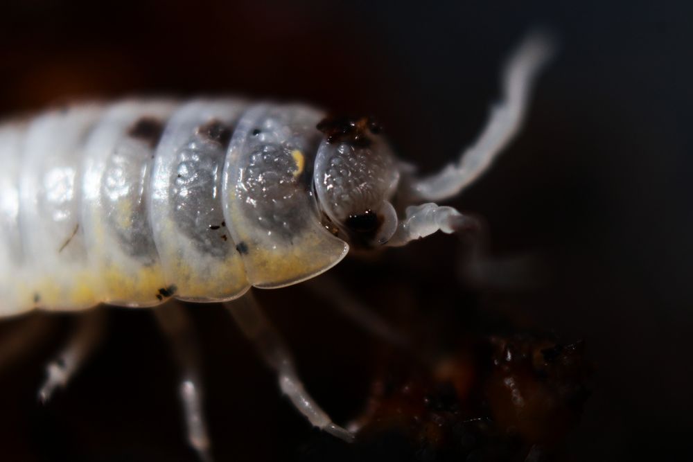 Porcellio ornatus "witch's brew", rzadkie równonogi, isopoda, prosionki