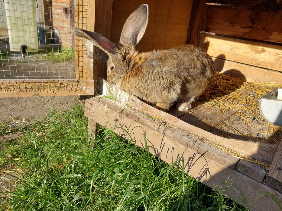 Samica olbrzym belgijski