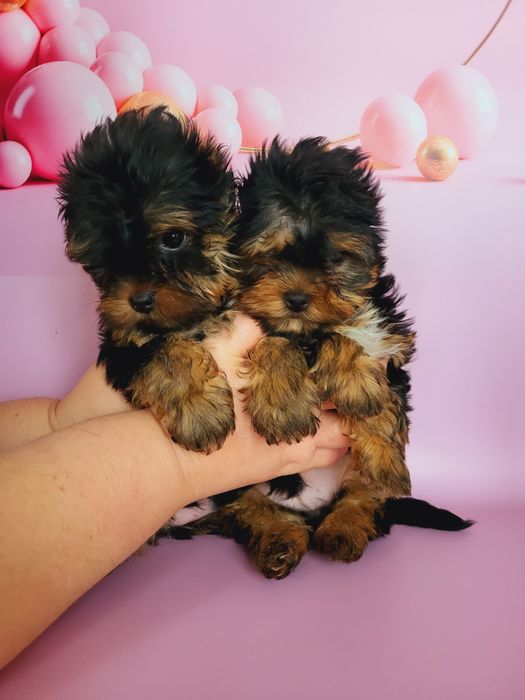 Супер мини йорки