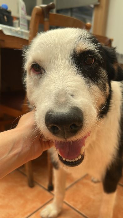 Cão para adoção responsável