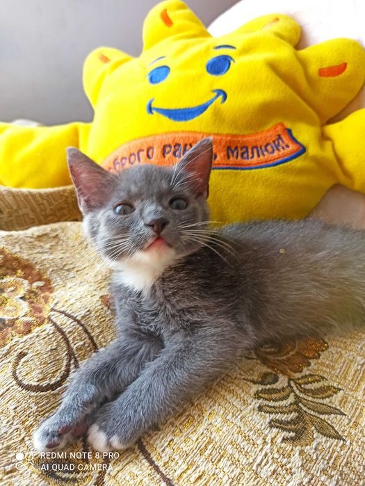 Сіреньке кошенятко шукаю родину